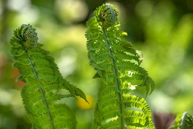  Sich entfaltende Straußenfarnblätter (Matteuccia struthiopteris), Bayern, Deutschland, Europa *** Unfolding ostrich fern leaves Matteuccia struthiopteris , Bavaria, Germany, Europe Copyright: imageBROKER/HelmutxMeyerxzurxCapellen ibxmzc08302556.jpg
