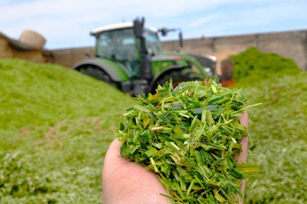 Anfahren und Verdichten von Gruenroggen auf einer Biogasanlage zur Herstellung von Strom im Nordharz. Gruenroggen ist eine Silage aus unreifem Roggen. Sie dient als Grundfuttermittel vor allem fuer Wiederkaeuer sowie als Gaersubstanz in Biogasanlagen (Energiegras). GPS-verdichten auf einer Biogasanlage *** Start-up and compaction of green rye on a biogas plant for the production of electricity in the northern Harz region Green rye is a silage made from immature rye It is used as a basic feedstuff, especially for ruminants, and as a digestate in biogas plants Energy grass GPS compaction on a biogas plant