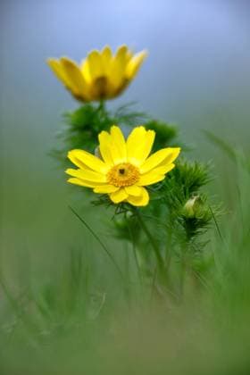 Frühlings-Adonisröschen, Adonis vernalis *** Spring Adonis, Adonis vernalis 1064101177