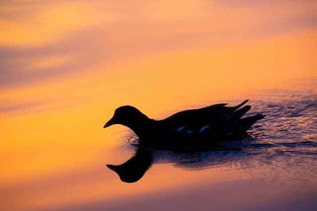 IMAGO Creative: Reflexionen - Natur Teichhuhn, Teich-Huhn, Teichralle, Teich-Ralle (Gallinula chloropus), spiegelt sich auf der Wasseroberflaeche am fruehen Morgen, Deutschland moorhen (Gallinula chloropus), reflects on water surface early in the morning, Germany BLWS667135 *** moorhen, Pond Chicken, moorhen, Pond Ralle Gallinula chloropus , mirrors itself at the Wasseroberflaeche on early Morning, Germany moorhen Gallinula chloropus , reflects ON Water Surface Early in The in the morning Germany BLWS667135 Copyright: xblickwinkel A.xvonxDuerenx