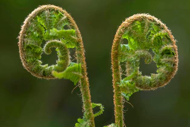  Sich entfaltende Straußenfarnblätter (Matteuccia struthiopteris), Bayern, Deutschland, Europa *** itself entfaltende ostrich fern leaves Matteuccia struthiopteris , Bavaria, Germany, Europe Copyright: imageBROKER/HelmutxMeyerxzurxCapellen ibxmzc08298250.jpg