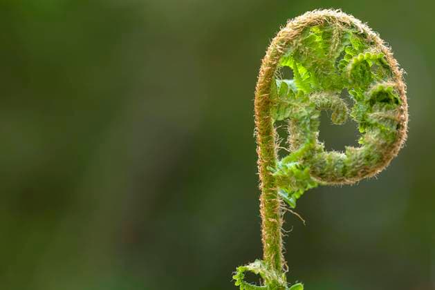  Sich entfaltendes Straußenfarnblatt (Matteuccia struthiopteris), Bayern, Deutschland, Europa *** itself entfaltendes ostrich fern leaf Matteuccia struthiopteris , Bavaria, Germany, Europe Copyright: imageBROKER/HelmutxMeyerxzurxCapellen ibxmzc08298251.jpg