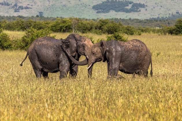 Wild elephant in Maasai Mara National Reserve, Kenya. , 23920584.jpg, addo, adventure, africa, african, animal, animals, area, arusha, big, bush, conservation, crater, dangerous, drive, east, elephant, elephants, fauna, fight, fighting, game, herbivore, kenia, kenya, maasai, mammal, mara, masai, nairobi, national, nature, ngorongoro, park, playing, reserve, safari, savanna, savannah, serengeti, south, tanzania, together, tour, travel, trunk, two, wild, wilderness, wildlife,