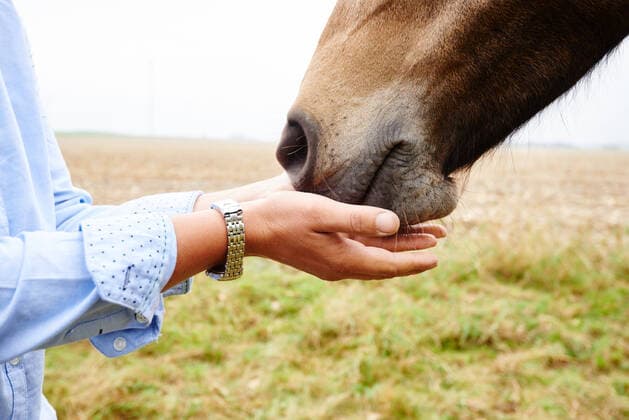 Creative Highlights Symbolbilder Close up of woman s hands cupped to horse s muzzle in field, 02.03.2017, Copyright: xConnyxMarshausx, model released, petting,hobby,animal,horse,one animal,working animal,close-up,cropped,side view,curiosity,real people,bonding,harmony,togetherness,trust,nature,hand,woman,mid adult woman,one person,germany,outdoors,rural,field landscape,day,hands cupped,lifestyle,leisure,only female,beauty in nature,animal themes,muzzle,thuringia,stablehand,March 2017 Release,Gesturing,Hands Cupped,Stroking,Female,Women,Mid Adult Women,Curiosity,Harmony,Relationship,Bonding,Togetherness,Trust,One Animal,One Person,Part Of,Germany,Thuringia,Close-Up,Side View,Animal,Herbivore,Horse,Animal Body Part,Animal Limb,Animal Hand,Human Hand,Hand,Pet Equipment,Muz IS09B555O