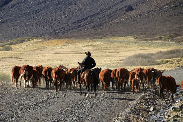 IMAGO Nature: Unsere Erde, Naturschutz, Indigene Völker Gauchos and herd of cows, Patagonia, Argentina , 24817672.jpg, gaucho, argentina, horse, patagonia, cow, cowboy, huaso, chile, america, nature, south, travel, landscape, ranch, people, man, urugay, brasil, brasilia, culture, argentinian, country, farm, hat, andes, destination, herd, national, park, peak, sky, snow, horseman, countryside, outdoors, person, ride, rider, tradition, wild, blue, district, dust, green, mapuche, mountain, scenery, stouns, sunset, tourism,