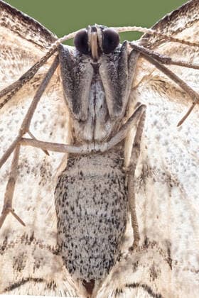 Creative Highlights World A closeup of a beautiful moth , 24848686.jpg, moth, butterfly, lepidoptera, nature, animal, close-up, entomology, science, details, enlargement, scientific, microscope details, fragility, insect, wildlife, macro,
