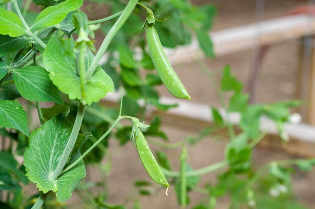 IMAGO Nature: Unsere Erde, Klimawandel, Ernährung, Pflanzen der Zukunft, Futtererbse Sugar snap peas (Pisum sativum var. macrocarpon) in the garden , 25100206.jpg, bean, climb, climbing, cultivate, edible, fertile, fresh, fuits, garden, gardening, green, grow, grown, harvest, leaves, macrocarpon, mature, nature, organic, outdoor, pea, peas, pisum, planted, pod, ripe, ripened, sativum, snap, sugar, vegetable, vine,