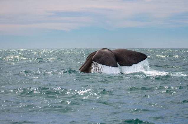 IMAGO Nature: Unsere Erde, Naturschutz, Naturschutzgebiete in Ozeanien Creative Highlights World Whale watching at Kaikoura New Zealand , 25888262.jpg, whale, watching, new, zealand, nature, ocean, tail, population, wildlife, animal, behavior, big, biology, breathe, conservation, environment, fin, huge, life, mammal, marine, sea, seascape, species, swimming underwater, wild;,