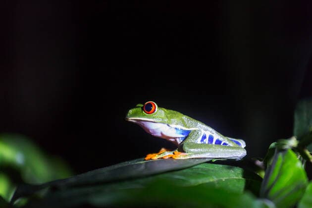 Creative Highlights World red-eye frog Agalychnis callidryas in Costa Rica, Central America , 26255090.jpg, agalichnis, agalychnis, amphibian, animal, beautiful, central, climate, color, colorful, conservation, costa, costa rica, curious, cute, exotic, exotic frog, eye, face, fauna, forest, frog, funny, green, hiding, jungle, macro, nature, night, nobody, nocturnal, plant, rain, rainforest, red, red-eye, red-eyed, rica, south, spring, summer, swamp, tree, treefrog, tropical, tropical frog, tropics, vibrant, vivid, wild, wildlife,