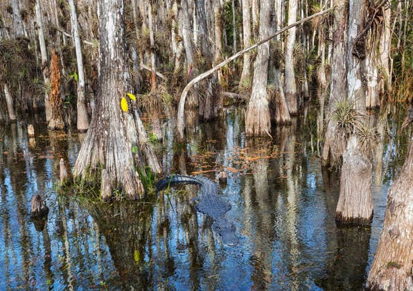 IMAGO Nature: Unsere Erde, Naturschutz, Naturschutzgebiete in Nordamerika Alligator in Florida , 26351854.jpg, alligator, america, animal, closeup, croc, crocodile, dangerous, everglades, florida, hunter, Lake, national park, natural, nature, powerful, predator, reptile, river, safari, scales, south, sunset, usa, wildlife, zoo,