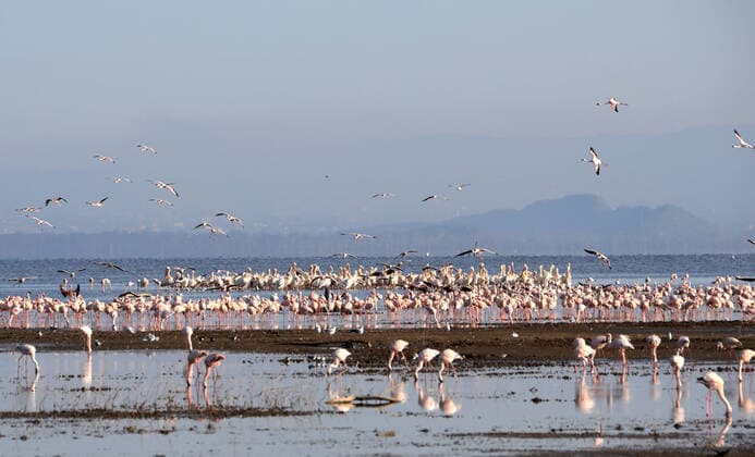 IMAGO Nature: Unsere Erde, Naturschutz, Naturschutzgebiete in Afrika (220522) -- NAKURU, May 22, 2022 -- Photo taken on May 13, 2022 shows flamingos and pelicans at Lake Nakuru National Park in Kenya. ) KENYA-NAKURU-ANIMALS DongxJianghui 