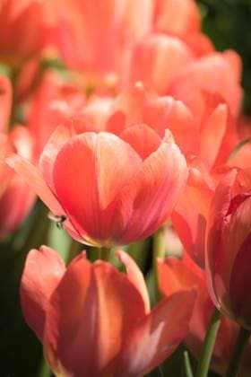 Beautiful bouquet of tulips. colorful tulips. nature background , 27450364.jpg, tulip, sunlight, meadow, park, green, floral, petal, day, yellow, sunny, grass, ray, light, sun, elegant, season, multicolored, flora, stem, garden, color, colorful, rural, background, idyllic, isolated, blooming, natural, vibrant, white, spring, red, flower, leaf, field, bright, summer, blossom, bloom, wildflower, springtime, shining, pink, bouquet, blue, plant, fresh, nature, freshness,