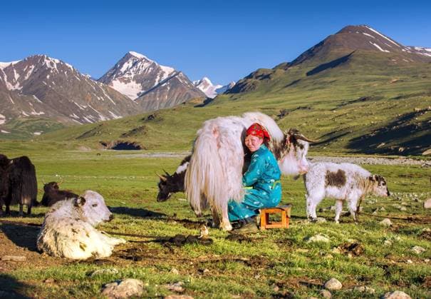 IMAGO Nature: Unsere Erde, Naturschutz, Indigene Völker Melken von Yak im Sommer unter dem mongolischen Altai-Gebirge *** Milking from Yak at Summer at the Mongolian Altai Mountains Copyright: imageBROKER BayarxBalgantseren iblbay08255644.jpg
