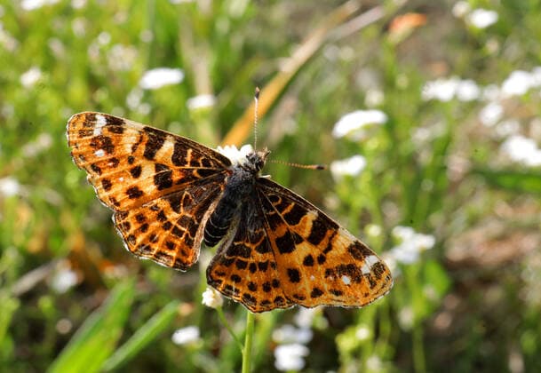 19.05.2022 Sachsen Anhalt Sachsen-Anhalt Harz Sorge Schmetterling Schmetterlinge Falter Biodiversität Insekt Insekten Tagfalter Macroaufnahme Makroaufnahme Macrofoto Makrofoto Landkärtchen Araschnia levana Landkärtchenfalter Edelfalter Nymphalidae *** 19 05 2022 Saxony Anhalt Saxony Anhalt Harz concern butterfly butterflies butterflies biodiversity insect insects butterflies macro photo macro photo macro photo macro photo butterfly butterfly butterfly butterfly butterfly butterfly butterfly butterfly butterfly butterfly butterfly butterfly butterfly butterfly butterfly butterfly butterfly butterfly butterfly butterfly butterfly butterfly butterfly butterfly butterfly butterfly butterfly