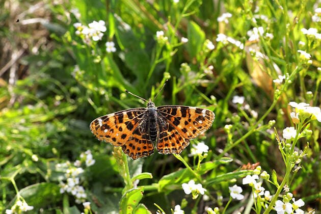 19.05.2022 Sachsen Anhalt Sachsen-Anhalt Harz Sorge Schmetterling Schmetterlinge Falter Biodiversität Insekt Insekten Tagfalter Macroaufnahme Makroaufnahme Macrofoto Makrofoto Landkärtchen Araschnia levana Landkärtchenfalter Edelfalter Nymphalidae *** 19 05 2022 Saxony Anhalt Saxony Anhalt Harz concern butterfly butterflies butterflies biodiversity insect insects butterflies macro photo macro photo macro photo macro photo butterfly butterfly butterfly butterfly butterfly butterfly butterfly butterfly butterfly butterfly butterfly butterfly butterfly butterfly butterfly butterfly butterfly butterfly butterfly butterfly butterfly butterfly butterfly butterfly butterfly butterfly butterfly
