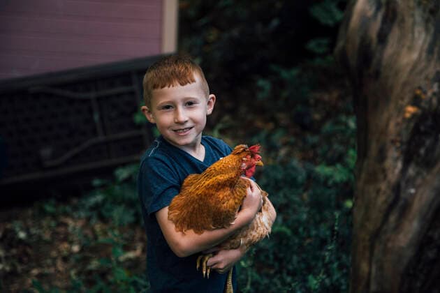 Smiling boy carrying Araucana chicken in garden model released, Symbolfoto property released, ACTF00213