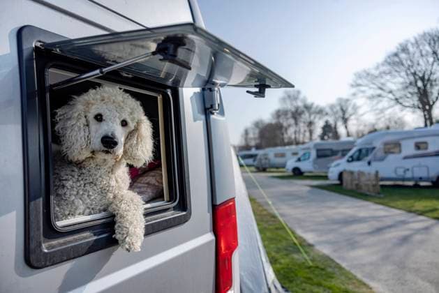 Cute Poodle sitting in camper van on sunny day property released, JATF01349