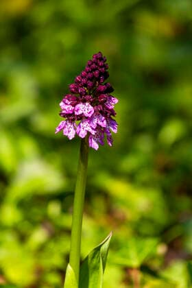 IMAGO Nature: Unsere Erde: Pflanzenwelt: Gepunktete Pflanzen Single orchis blooming in spring, NDF01428