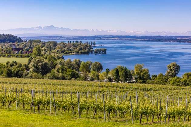 Germany, Baden-Wurttemberg, Unteruhldingen, Green vineyard in summer with Lake Constance in background, Baden-Württemberg Deutschland WDF06910