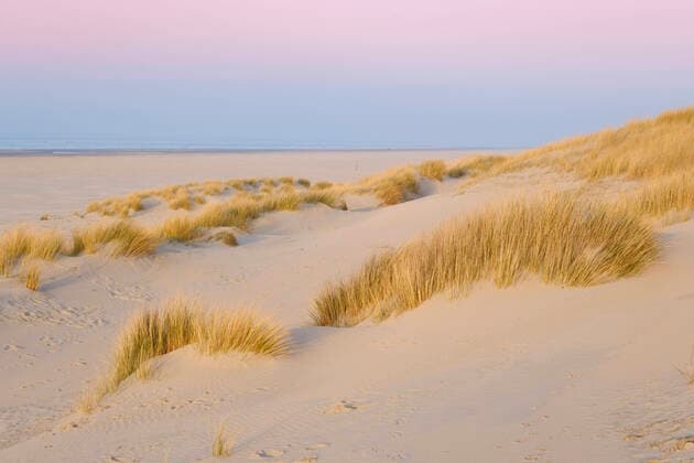 IMAGO Nature: Unsere Erde, Pflanzen: Bedrohte Planzenarten in Deutschland Germany, Lower Saxony, Juist, Marram grass growing on sandy beach at dusk, WIF04497