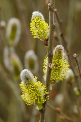 Yellow catkins (Salix caprea) blooming in spring, WIF04499