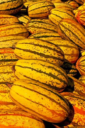 squash , 34568858.jpg, squash, spaghetti-squash, yellow, striped, gourd, pumpkin, vegetable, ingredient, fine, cooking, healthy, autumnal, seasonal, product, offer, sale