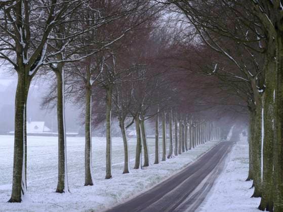 An avenue of beech trees in snow at Moor Crichel in Dorset. Copyright: xLoopxImages MarkxBauerx MBR00422046