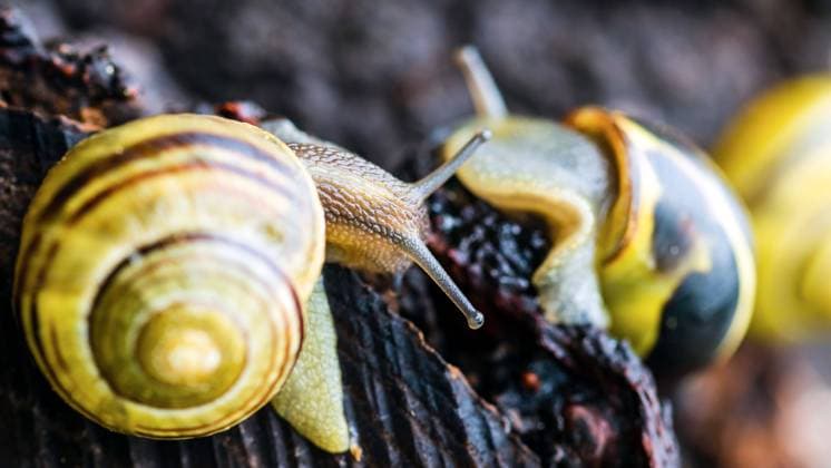 IMAGO Creative: Jahreszeit Frühling, Frühlingsanfang am 20. März Entertainment Themen der Woche KW21 27.05.2022, Deutschland,Sachsen, Oberlausitz: Schnecken (Schnirkelschnecken) kriechen über einen Baumstamm in einem Garten in Leutwitz in der Oberlausitz. *** 27 05 2022, Germany,Saxony, Upper Lusatia snails snails crawl over a tree trunk in a garden in Leutwitz, Upper Lusatia