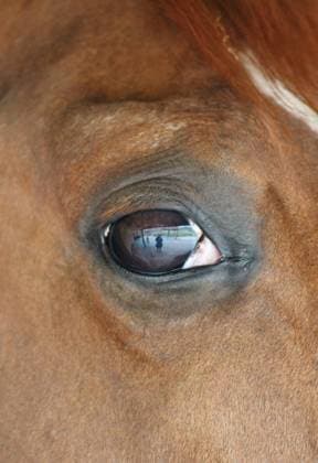 IMAGO Creative: Reflexionen - Natur close up of a horses head eye with reflection of me and the yard on eye , 19683026.jpg, eye, seeing, pupil, horse, mammal, brown, eyeball, close up, surreal, selective focus, detail, animal,