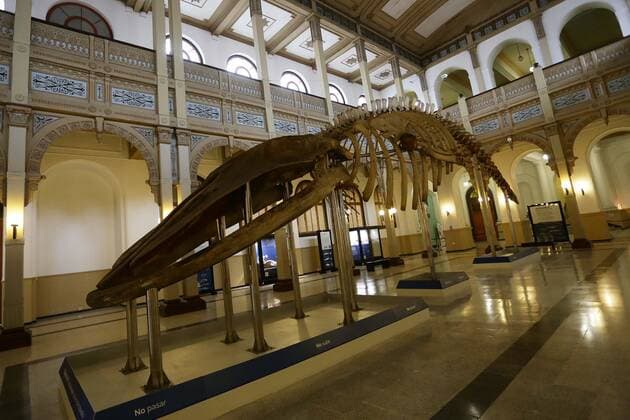 Santiago, May 27, 2022 The National Museum of Natural History located in the district of Quinta Normal, presents the evolutionary history of cetaceans on Heritage Day Mario Ruiz Ministry of Cultures, Arts and Heritage via Aton Chile, Santiago Chile Aton 610713  Copyright: MarioxRuiz MinisterioxdexlasxCulturas,xlasxArtesxyxelxPatrimonioxviaxAtonxChile