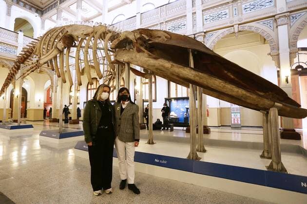 Santiago, May 27, 2022 The National Museum of Natural History located in the district of Quinta Normal, presents the evolutionary history of cetaceans on Heritage Day Mario Ruiz Ministry of Culture, Arts and Heritage via Aton Chile, Santiago Chile Aton 610715  Copyright: MarioxRuiz MinisterioxdexlasxCulturas,xlasxArtesxyxelxPatrimonioxviaxAtonxChile