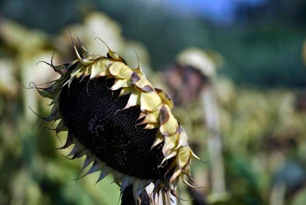 IMAGO Creative, Jahreszeit Herbst auf dem Land sunflower in summer at the end of the season , 19804938.jpg, aged, agriculture, artistic, autumn, background, backgrounds, beauty, blank, copy, day, dead, death, dry, environment, fall, farm, field, flower, flowers, group, growth, grunge, harvest, heat, land, landscape, lawn, leaf, life, macro, meadow, nature, oil, old, one, orange, outdoors, plant, romantic, rural, scene, seed, single, space, still, summer, sun, sunflower, texture, yellow;,
