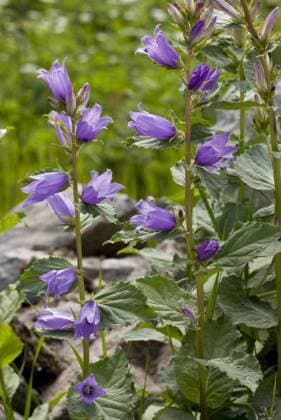  Campanula macrantha, Breitblättrige Glockenblume (Campanula latifolia), Glockenblumengewächse, Giant Bellflower flowering, Pontic Mountains, Anatolia, Turkey, July *** Campanula macrantha, broadleaf Bellflower Campanula latifolia , bluebells, Giant bellflower flowering, Pontic mountains anatolia, Turkey, July Copyright: imageBROKER/FLPAx/xBobxGibbons iblhoj05610640.jpg