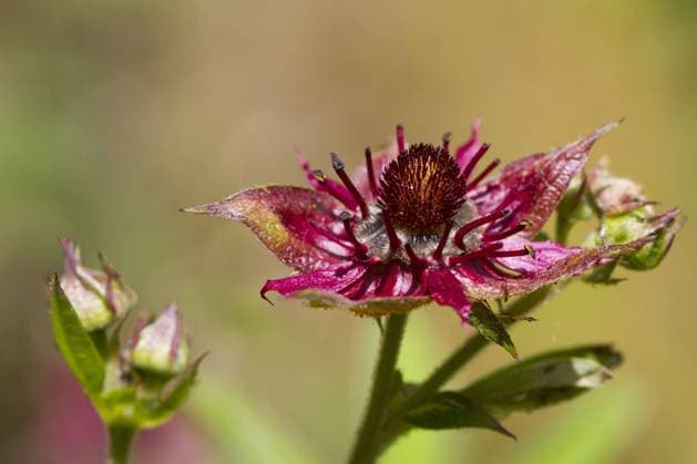 Sumpfblutauge (Potentilla palustris), Sumpffingerkraut, Rosengewächse, Marsh Cinquefoil close-up of flower, Cors y Llyn N. N. R. Powys, Wales, June *** Marsh blood eye Potentilla palustris , marsh cinquefoil, rose plants, Marsh Cinquefoil Close up of flowers Cors y Llyn n n r powys, Wales, June Copyright: imageBROKER FLPAx xRichardxBecker iblhoj05610643.jpg