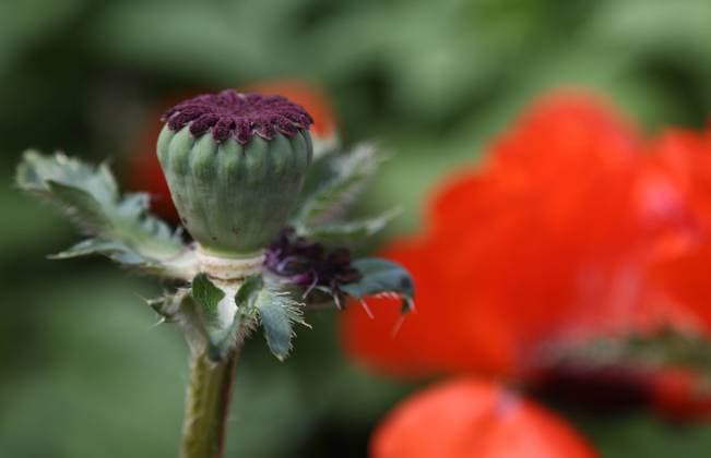 Garten 28.05.2022, Koelleda, Samenkapsel Tuerkischer Mohn (Papaver orientale) *** Garden 28 05 2022, Koelleda, seed pod Turkish poppy Papaver orientale
