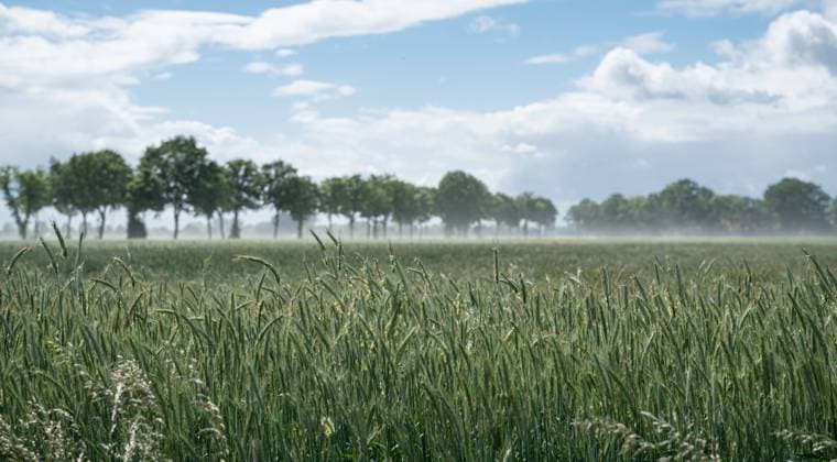 Roggenblüte - Wolken aus Pollenstaub werden vom Wind über das Feld geblasen. Getreide wie der Roggen bestäubt sich ganz einfach selber - schon bei leichtem Wind bilden sich kleine Wolken aus Roggenpollen. Vor einigen Jahren war es die Bundeslandwirtschaftsministerin Julia Klöckner, die irrtümlich durch die Behauptung, dass Getreide von Bienen bestäubt wird, für allgemeine Erheiterung sorgte. Region Weser-Ems Niedersachsen Deutschland *** Rye blossom Clouds of pollen dust are blown across the field by the wind Cereals such as rye simply pollinate themselves Even a light wind causes small clouds of rye pollen to form A few years ago, it was the Federal Minister of Agriculture, Julia Klöckner, who caused general amusement by erroneous