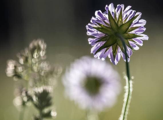  Acker-Witwenblume (Knautia arvensis), Wiesen-Knautie, Leoben, Steiermark, Österreich, Europa *** Acker Widow s Flower Knautia arvensis , Meadows knautie, Leoben, styria, Austria, Europe Copyright: imageBROKER/Karl-HeinzxSchein ibxksc08311338.jpg