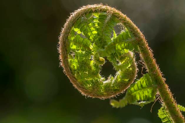  Junges Straußenfarnblatt (Matteuccia struthiopteris) rollt sich auf, Bayern, Deutschland, Europa *** Young one ostrich fern leaf Matteuccia struthiopteris rolls itself on, Bavaria, Germany, Europe Copyright: imageBROKER/HelmutxMeyerxzurxCapellen ibxmzc08307688.jpg