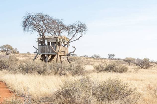 IMAGO Creative, Leben im Bamhaus A hide in an acacia tree on a game farm in the Northern Cape Karoo region of South Africa , 20940136.jpg, Acacia erioloba, Africa, Karoo, Northern Cape Province, Savanna, South Africa, acacia, african, camel-thorn, cloudy, conservancy, conservation, farm, game, grass, hide, morning, nature, nature reserve, shelter, sunlight, sunny, tree house, wood, wooden,