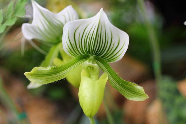 IMAGO Nature: Unsere Erde, Pflanzen, Gestreifte Pflanzen Paphiopedilum orchid species of rare beauty , 21059410.jpg, beauty, bloom, chiangmai, conservation, ecology, exotic, floral, flower, green, home, houseplant, nature, orchid, outdoor, paphiopedilum, petal, pink, plant, pure, rare, species, spring, stem, stripe, thai, tropical, white,