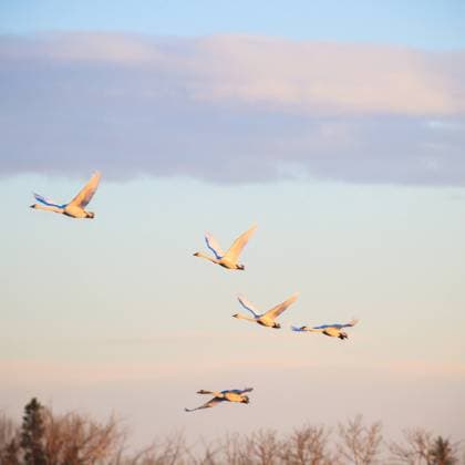IMAGO Creative, Jahreszeit Frühling, Licht und Sonne many birds in their natural habitat, nature series , 21100352.jpg, air, animal, animals, background, beautiful, bird, birds, black, blue, cloud, color, day, ecological, fauna, feather, flight, flock, fly, flying, formation, free, freedom, group, lake, landscape, life, light, many, motion, natural, nature, ornithology, outdoor, outdoors, red, sea, season, silhouette, sky, spring, summer, sun, sunrise, sunset, wallpaper, white, wild, wildlife, wing, wings,
