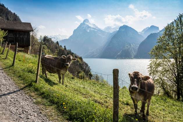 Panorama mit See und Bergen, Sisikon, Vierwaldstättersee, Kanton Uri, Schweiz, Europa *** Panorama with Lake and mountains, Sisikon, Lake Lucerne, Canton Uri, Switzerland, Europe Copyright: imageBROKER DanielxSchoenen ibxdjs08313900.jpg