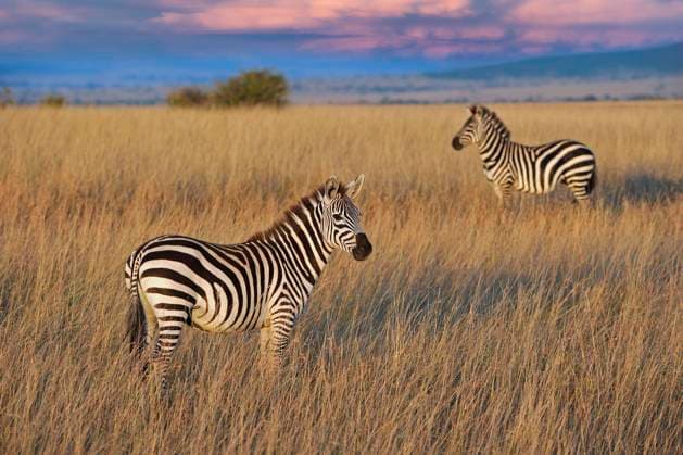 IMAGO Nature: Unsere Erde, Naturschutz, Naturschutzgebiete in Afrika Steppenzebra (Equus quagga boehmi), im Abendlicht, Masai Mara, Nationalpark, Kenia, Ostafrika, Afrika *** Plains zebra Equus quagga boehmi , at evening light, Masai mara, national park, Kenya, East Africa, Africa Copyright: imageBROKER IngoxSchulz ibxisb08311920.jpg