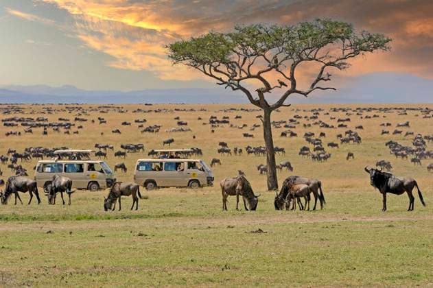  IMAGO Creative: Welttourismustag am 27. September  Gnus (Connochaetes taurinus), Gnu, Herde auf Weideland im Abendlicht, im Hintergrund Safariwagen, Masai Mara, Kenia, Afrika *** Gnus Connochaetes taurinus , Gnu, Herd at Pastureland at evening light, at Background safari car, Masai mara, Kenya, Africa Copyright: imageBROKER/IngoxSchulz ibxisb08311924.jpg