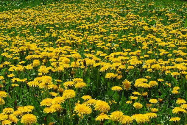 IMAGO Nature: Unsere Erde, Pflanzen: Bedrohte Planzenarten in Deutschland Rich field of many dandelion yellow flowers on green grass , 141556.jpg, close, dandelion, far, field, flower, grass, green, ground, land, lot, many, rich, small, yellow,