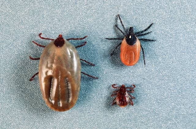 Zecke, Gemeiner Holzbock (Ixodes ricinus), Vergleich von drei Saugstadien, Deutschland European castor bean tick, European sheep tick (Ixodes ricinus), comparison of three stages after sucking blood, Germany BLWS667809 *** Tick, Common Holzbock Ixodes Ricinus , Comparison from Three sucking stages, Germany European Castor Bean Tick, European Sheep Tick Ixodes Ricinus , Comparison of Three Stages After sucking blood Germany BLWS667809 Copyright: xblickwinkel F.xHeckerx