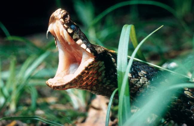 Kreuzotter, Kreuz-Otter (Vipera berus), Portrait, von vorne, mit geoeffnetem Maul, Giftzaehne sichtbar, Deutschland Adder, common viper, common European viper, common viper (Vipera berus), portrait, frontal, with opened mouth, poison-fang visible, Germany BLWS667813 *** adder, Cross Otter Vipera Berus , Portrait, from in front, with open muzzle, Giftzaehne visible, Germany adder, Common viper, Common European viper, Common Viper Vipera Berus , portrait, frontal, With opened mouth Poison Fang visible, Germany BLWS667813 Copyright: xblickwinkel Hecker Sauerx