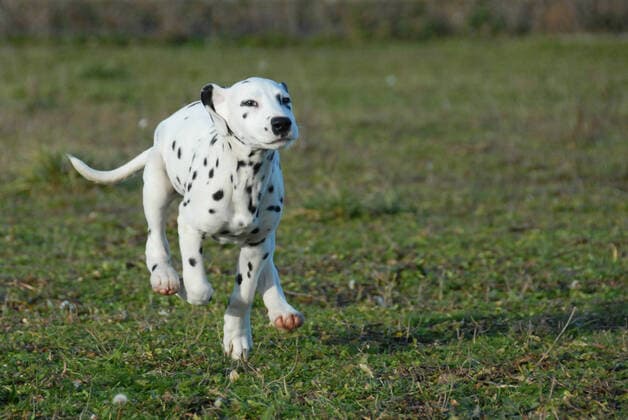 young puppy purebred dalmatian running in a garden , 1097424.jpg, dalmatian, dog, puppy, running, pup, young, purebred, pedigree, pet, garden, grass, cute, meadow, field, companion, animal, mammal, one, white, spotted,