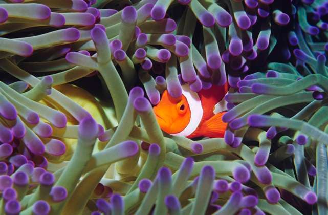 IMAGO Nature: Unsere Erde, Tiere, Gestreifte Tierarten Clown fish hiding among sea anenomies , 10019542.jpg, Bright colors, One animal, Clownfish, Animals, Underwater, Wildlife, Nobody, Photography, amphiprion, clownfishes, Damselfish, fishes, Fish, clown fish, anemonefish, Pomacentridae, Amphiprioninae, clown anemone, anemonefishes, anemone fishes, anemone fish, damselfish, beneath the water, under water, underwater scene, submerged, aquatic, lone, 1, single animal, one, wild, wild animal, nature, Natural world, brilliant, brilliance, brightness, brightly coloured, bright colour, bright color, colours, colors, vibrant, colourful, vivid, colorfull, brightly colored, colour, colorful, bright, Color, Bright colours,