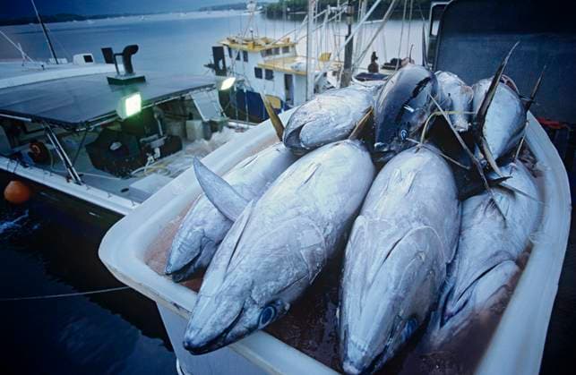 Tuna fish in container on fishing boat dawn Cairns Australia , 10027286.jpg, Colour, Photography, nobody, outdoors, elevated view, close-up, small group of animals, nature, dawn, ocean and sea, food, healthy eating, fish, tuna, container, fishing, Fishing boat, Watercraft, freshness, Cairns, Australia, yellowfish tuna,